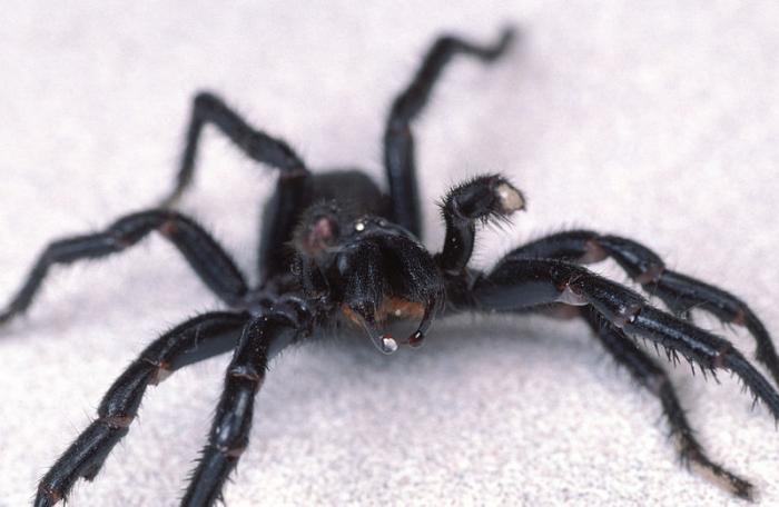 [A male funnel web spider]