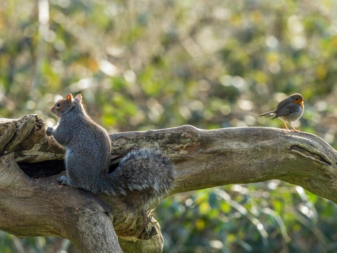 How birds let squirrels know when it's safe to relax - fermoxyme